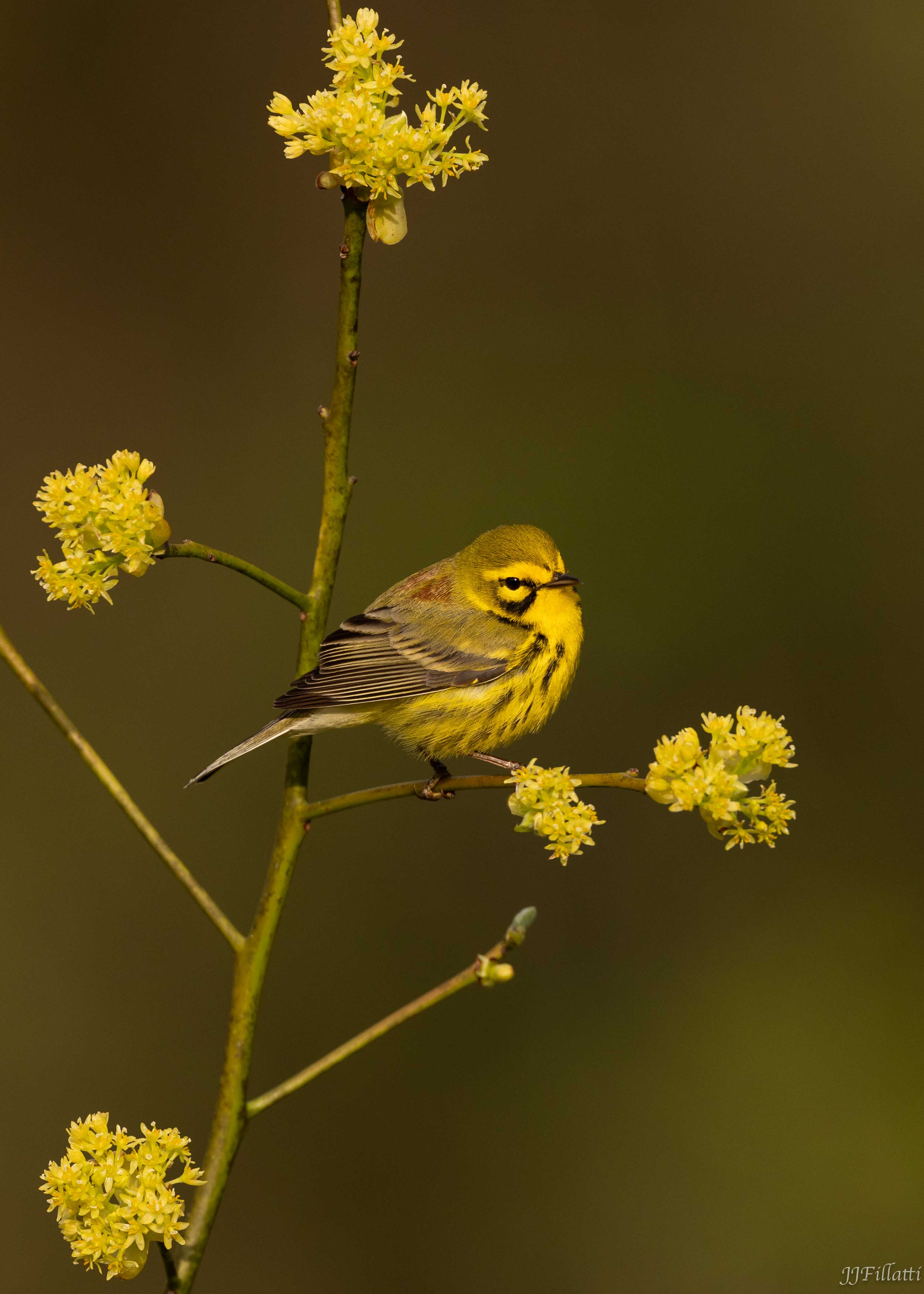 bird of Ohio image 4